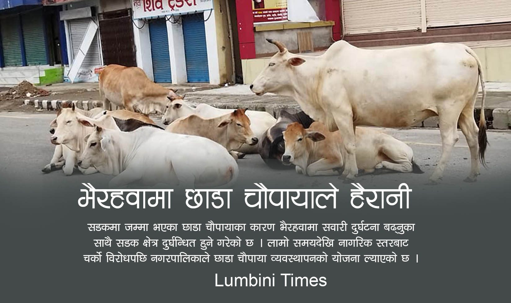 छाडा चौपायाको समस्या झेल्दै भैरहवा